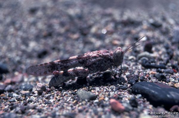 Blauflügelige Sandschrecke, Sphingonotus caerulans, Acrididae,  Weibchen, Strand von Galeria, Korsika, Frankreich