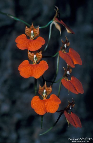 Comparettia speziosa, Orchidaceae, Gewächshaus, Göttingen, Deutschland