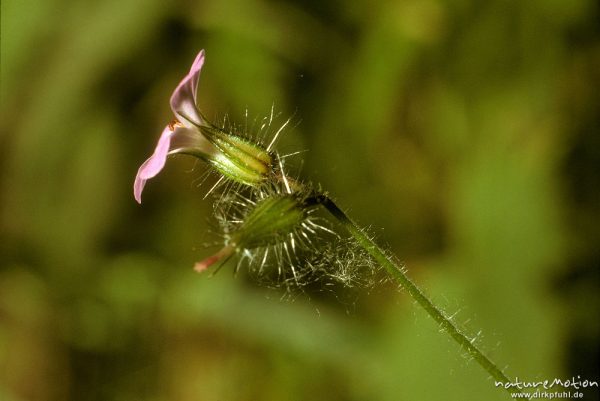 Ruprechts Storchschnabel, Stinkender Storchschnabel, Geranium robertianum, Geraniaceae, Blüte von der Seite, Haare, "Pflanzen", Niemetal, Deutschland