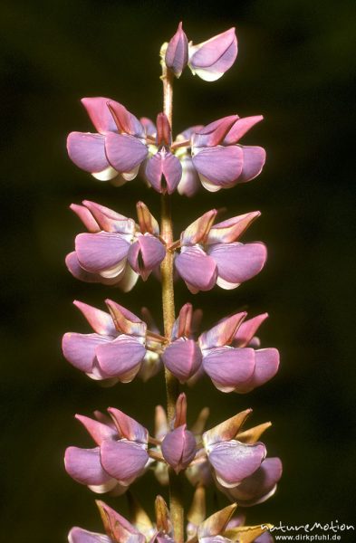 Vielblättrige Lupine, Lupinus polyphyllus, Fabaceae, Blütenstand, Göttingen, Deutschland