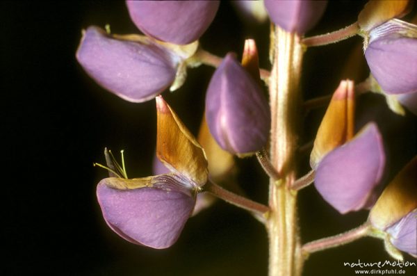 Vielblättrige Lupine, Lupinus polyphyllus, Fabaceae, Blüten, Göttingen, Deutschland