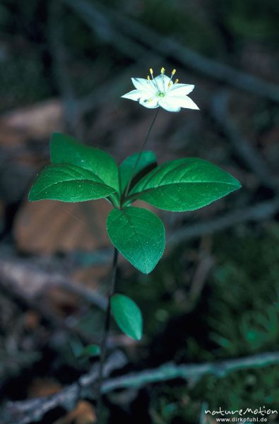 Siebenstern, Trientalis europaea, Primulaceae, Harz, Deutschland
