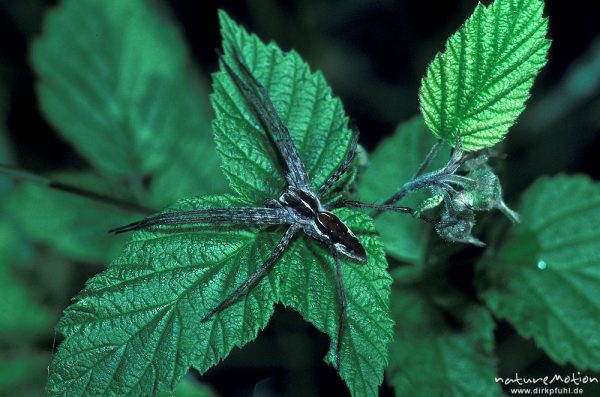 Raubspinne, Pisaura mirabilis, Pisauridae, auf Brombeerblatt, Göttingen, Deutschland