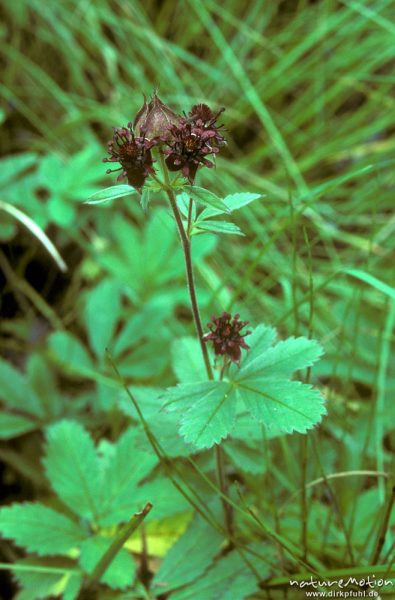 Sumpf-Blutauge, Potentilla palustris, Rosaceae, , Schweden