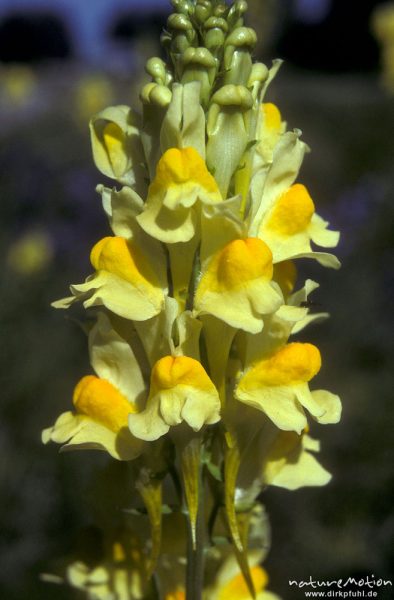 Gewöhnliches Leinkraut, Echtes Leinkraut, Linaria vulgaris, Scrophulariaceae, , Schweden