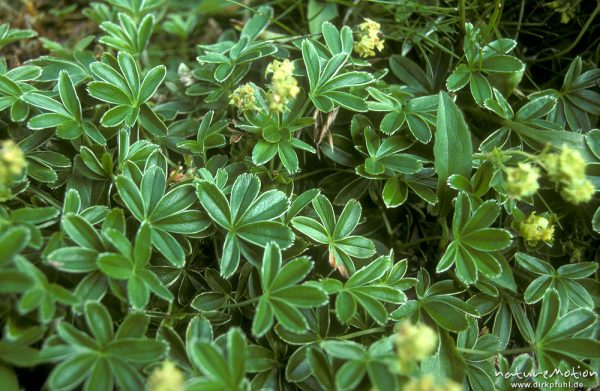 Alpen-Frauenmantel, Alchemilla alpina, Rosaceae, , Schweden