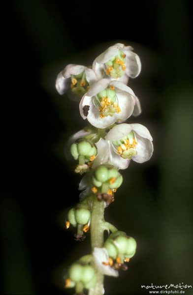 Kleines Wintergrün, Pyrola minor, Ericaceae, Blüten, , Deutschland