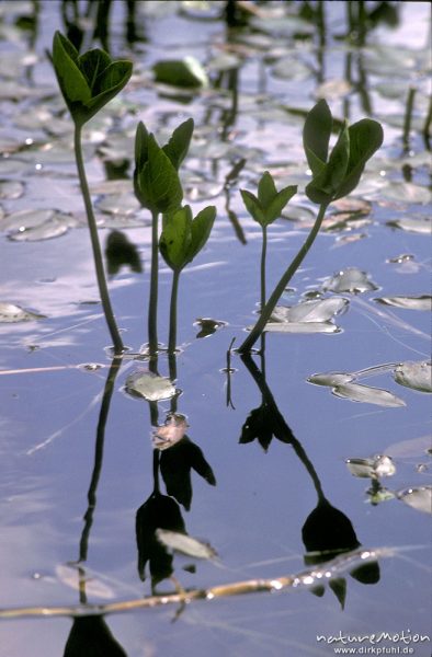 Fieberklee, Menyanthes trifoliata, Menyanthaceae, Blätter im Wasser, Lac de Nino, Korsika, Frankreich
