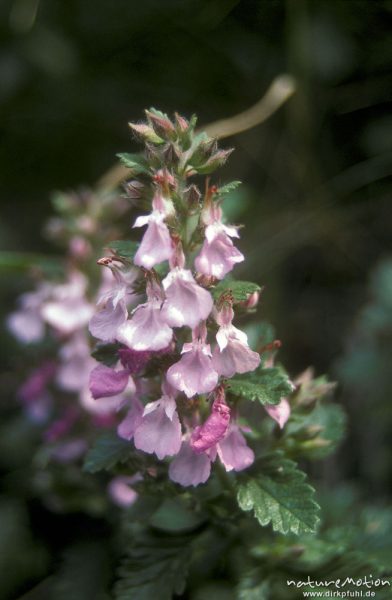 Edel-Gamander, Echter Gamander, Teucrium chamaedrys, Lamiaceae, Blütenstand, Korsika, Frankreich