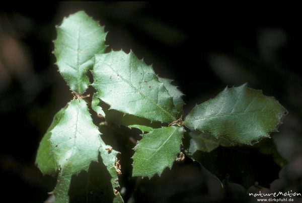 Steineiche, Quercus ilex, Fagaceae, Blätter, Korsika, Frankreich