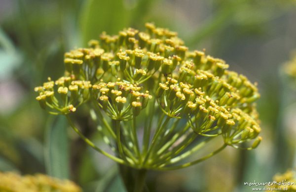 Strauchiges Hasenohr, Bupleurum fruticosum, Apiaceae, Blütenstand, Korsika, Frankreich