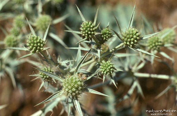 Feld-Mannstreu, Eryngium campestre, Apiaceae, Korsika, Frankreich