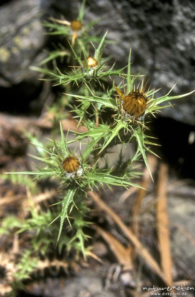 Griechische Eberwurz, Carlina corymbosa, Asteraceae, Korsika, Frankreich