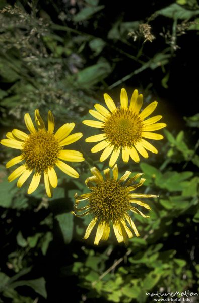 Korsische Gämswurz, Doronicum corsicum, Asteraceae, endemisch, Blüten, Korsika, Frankreich