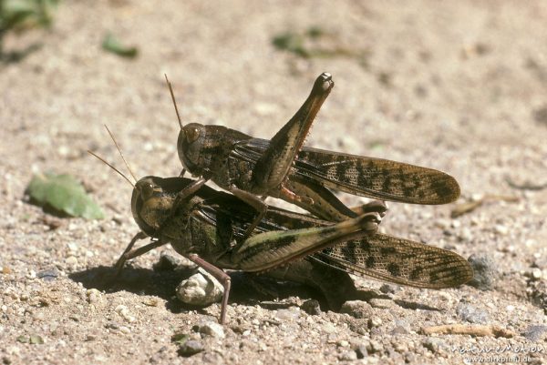 Wanderheuschrecke, Locusta migratoria, Acrididae,  (Wanderphase), Eiablage, Korsika, Frankreich