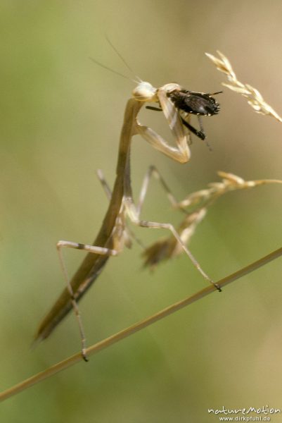 Fangschrecke, Mantoidea, beim Fressen, Korsika, Frankreich