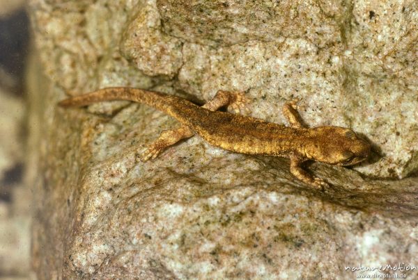 Korsischer Gebirgsmolch, Euproctus montanus, Salamandridae, endemisch, Korsika, Frankreich