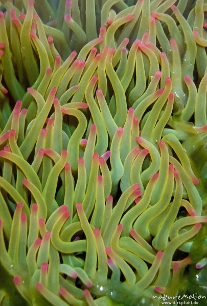 Seeanemone, , Actiniaria, Tentakel, flach ausgebreitet
Tentakel grün mit Pinkfarbiger Spitze, Bretagne, Gezeitenbecken, Bretagne, Frankreich