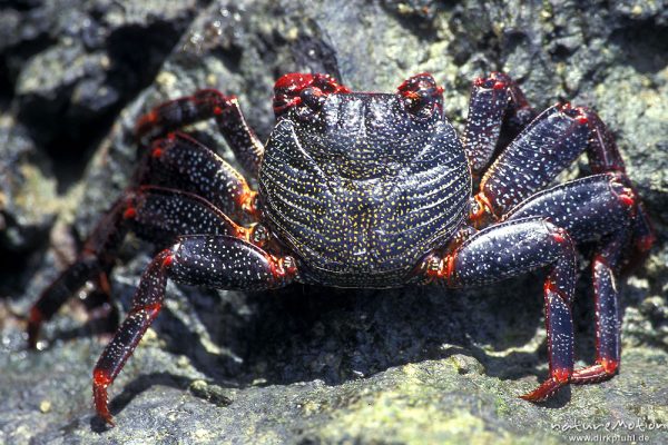 Rote Felsenkrabbe, Grapsus grapsus, Grapsidae, sitzend auf Felsen, schwarze Farbvariante häufig auf den Kanarischen Inseln, Tenneriffa, Tenneriffa, Spanien