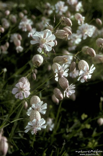 Taubenkropf, Gemeines Leimkraut, Silene vulgaris, Caryophyllaceae, Blüten, Alpen, Deutschland
