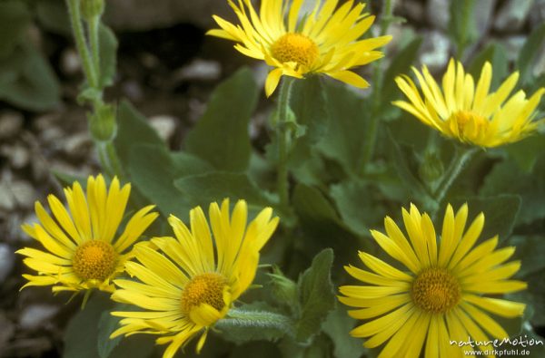 Zottige Gämswurz, Doronicum clusii, Asteraceae, Blüten, Alpen, Deutschland