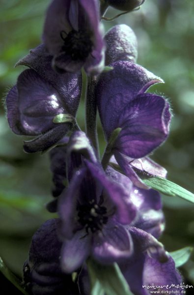Blauer Eisenhut, Aconitum napellus, Ranunculaceae, Blüten, Alpen, Deutschland