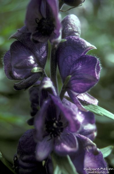 Blauer Eisenhut, Aconitum napellus, Ranunculaceae, Blüten, Alpen, Deutschland