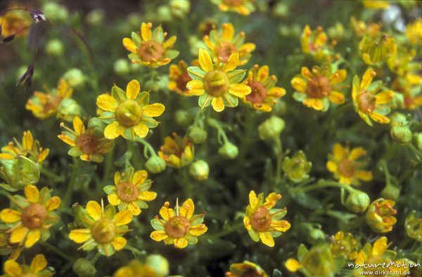 Fetthennen-Steinbrech, Saxifraga aizoides, Saxifragaceae, Blütenkissen, Alpen, Deutschland