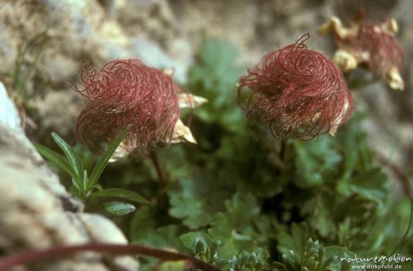 Kriech-Nelkenwurz, Gletscher-Petersbart, Geum reptans, Rosaceae, Frucht mit Fruchtperücke, Alpen, Deutschland