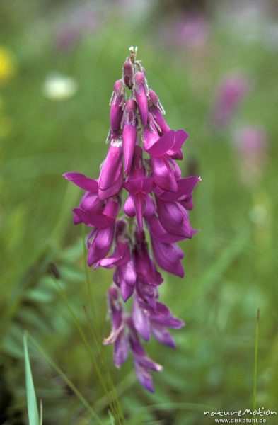 Alpen-Süßklee, Hedysarum hedysaroides, Fabaceae, Blütenstand, Alpen, Deutschland