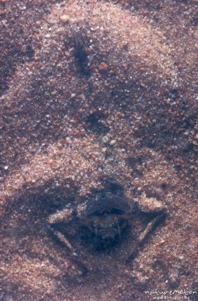 Zweigestreifte Quelljungfer, Cordulegaster boltonii, Cordulegasteridae, Larve, eingegraben im Sand, Aquarium, ,