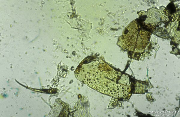 Copepoda ?, Abdominalsegement, mikroskop. Aufnahme, Nahrungsrest C. boltoni, ,