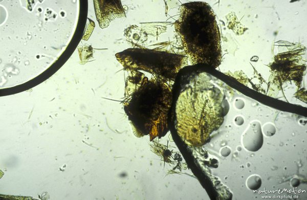 Plecoptera, Mandibel, mikroskop. Aufnahme, Nahrungsrest C. boltoni, ,
