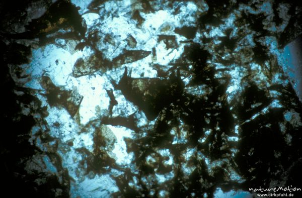 Megaloptera, Frontoclypeus, mikroskop. Aufnahme 25x, Nahrungsrest C. boltoni, ,