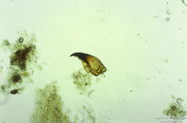 Chironomidae, Mandibel, mikroskop. Aufnahme, Nahrungsrest C. boltoni, ,
