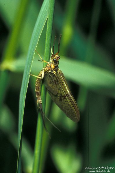 Gemeine Eintagsfliege, Ephemaera vulgata, Ephemeridae, an Grashalm, Niemetal, Deutschland