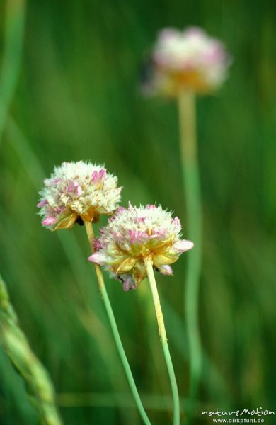 Grasnelke, Armeria maritima, Plumbaginaceae, Blütenstände, Hiddensee, Hiddensee, Deutschland