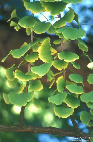 Ginkgo, Ginkgo biloba, Ginkgoaceae, Blätter, Herbstfärbung, Göttingen, Göttingen, Deutschland