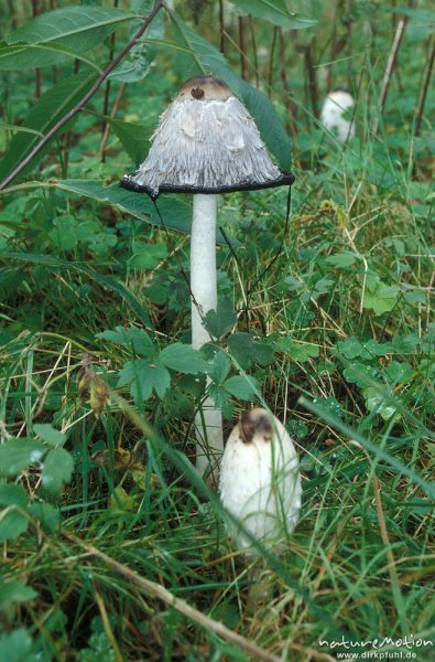 Tintling, Coprinus spec., Coprinaceae, Tintling, Specht- ?, geschlossener und offener Fruchtkörper, Harz, Harz, Deutschland