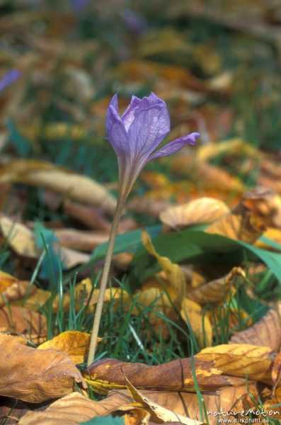 Herbstzeitlose, Colchicum autumnale, Liliaceae,  Blüte zwischen Herbstlaub, einzelne Blütenblätter herabhängend, Staubfäden, Botanischer Garten Göttingen, Göttingen, Deutschland