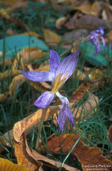 Herbstzeitlose, Colchicum autumnale, Liliaceae,  Blüte zwischen Herbstlaub, einzelne Blütenblätter herabhängend, Staubfäden, Botanischer Garten Göttingen, Göttingen, Deutschland