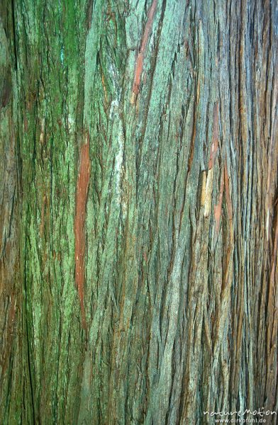 Mammutbaum, Sequoiadendron spec., Cupressaceae, Borke, Botanischer Garten Göttingen, Göttingen, Deutschland
