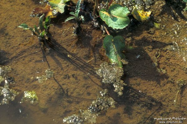 Kreuzkröte, Bufo calamita, Echte Kröten Bufonidae, Laichschnüre, Hann. Münden, Hann. Münden, Deutschland