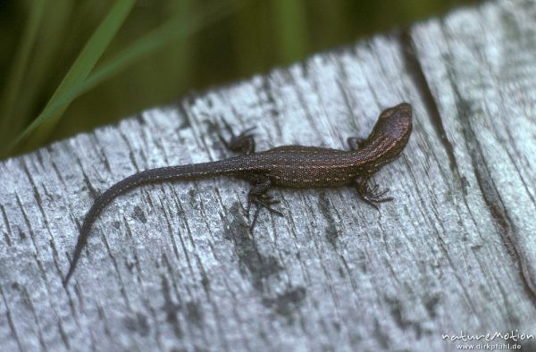 Waldeidechse, Lacerta vivipara, Lacertidae, auf Holzsteg, Lüneburg. Heide, Deutschland