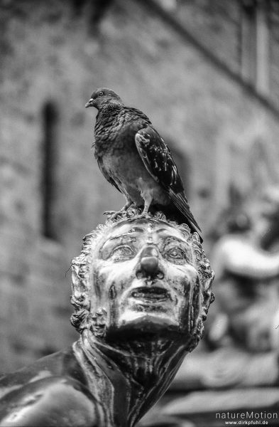 Taube auf Statue, Florenz, Italien