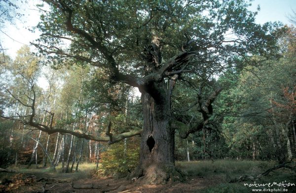 alte Eiche, Quercus spec., hohler Stamm mit Loch, Rheinhardswald, Sababurg, Urwald Sababurg, Deutschland