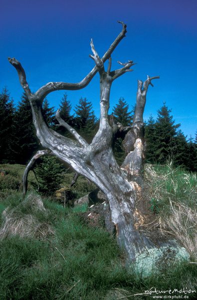 Wurzelstock, aus der Erde ragend, Torfhaus, Harz, Deutschland