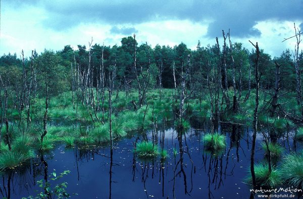 abgestorbene Birken in Moorsee, Pietzmoor bei Schneeverdingen, Renaturierung, wieder vernässt, Lüneburg. Heide, Deutschland