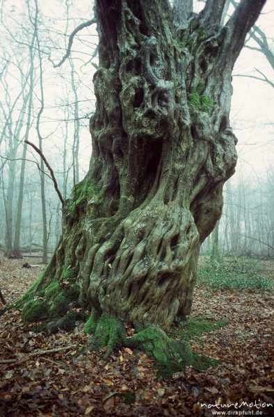 alte Hainbuche, Carpinus betulus, Stamm mit deutlichem Netzmuster, Baum wurde wahrscheinlich in jung, Hasbruch, Deutschland