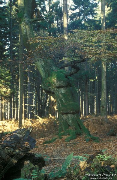 Buche, Baum-Kobold (seit ca. 1998 verschwunden), Herbstlaub, Urwald Sababurg, Urwald Sababurg, Deutschland